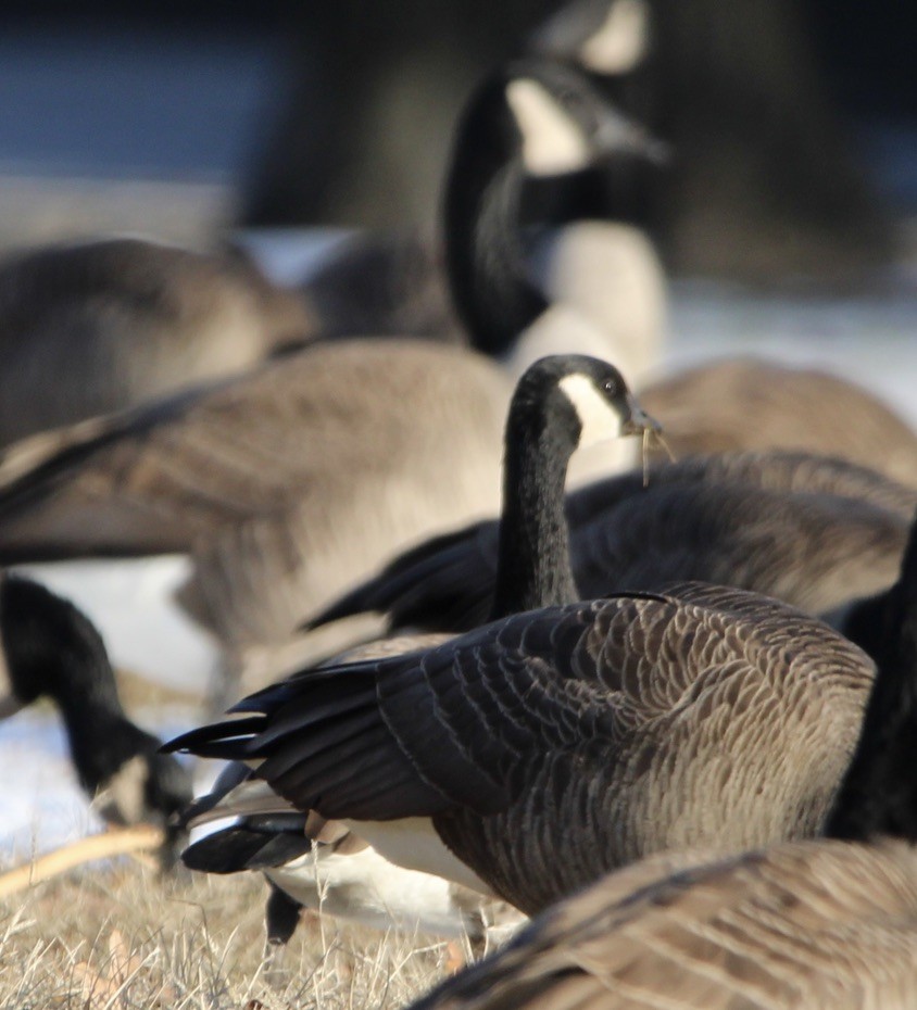 Cackling Goose - ML628007943