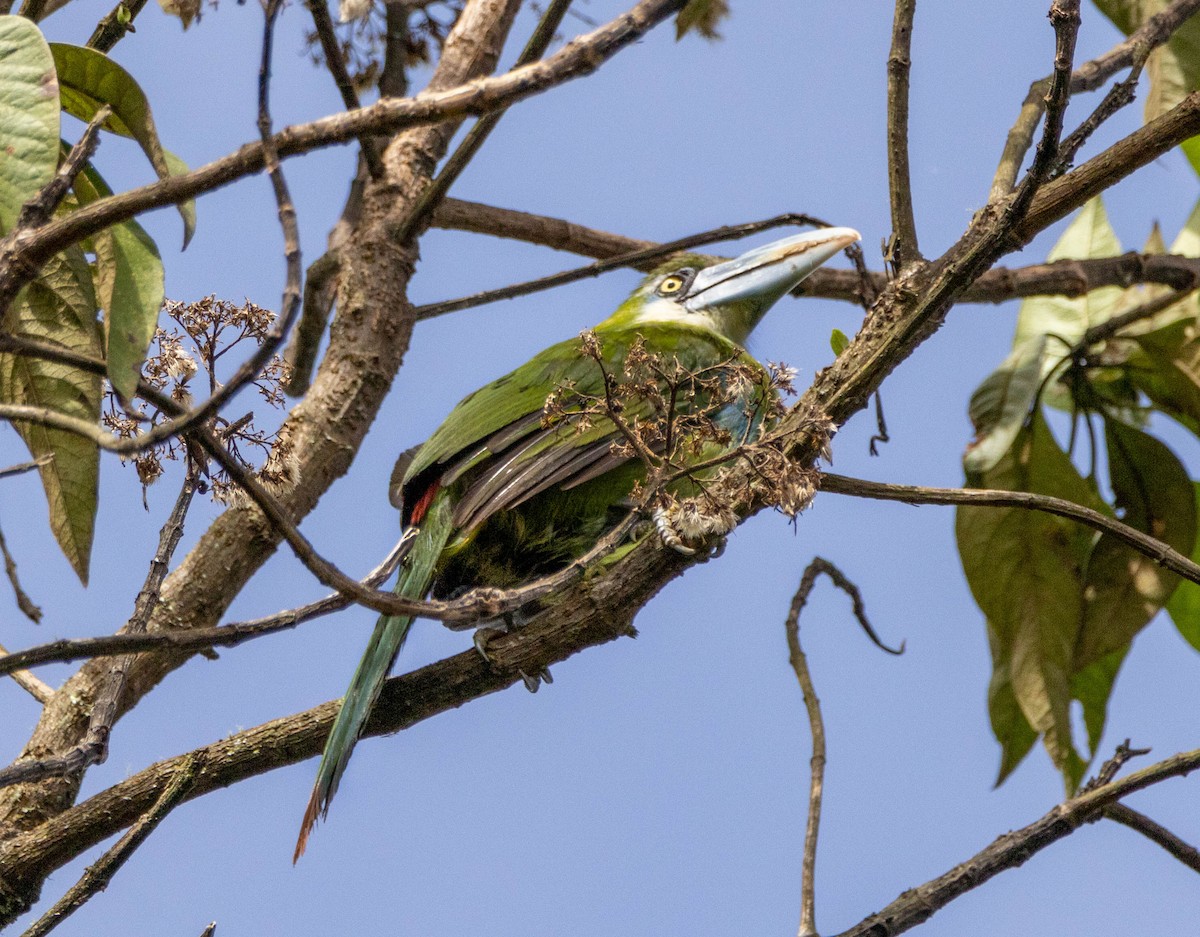 Toucanet à ceinture bleue - ML628007944