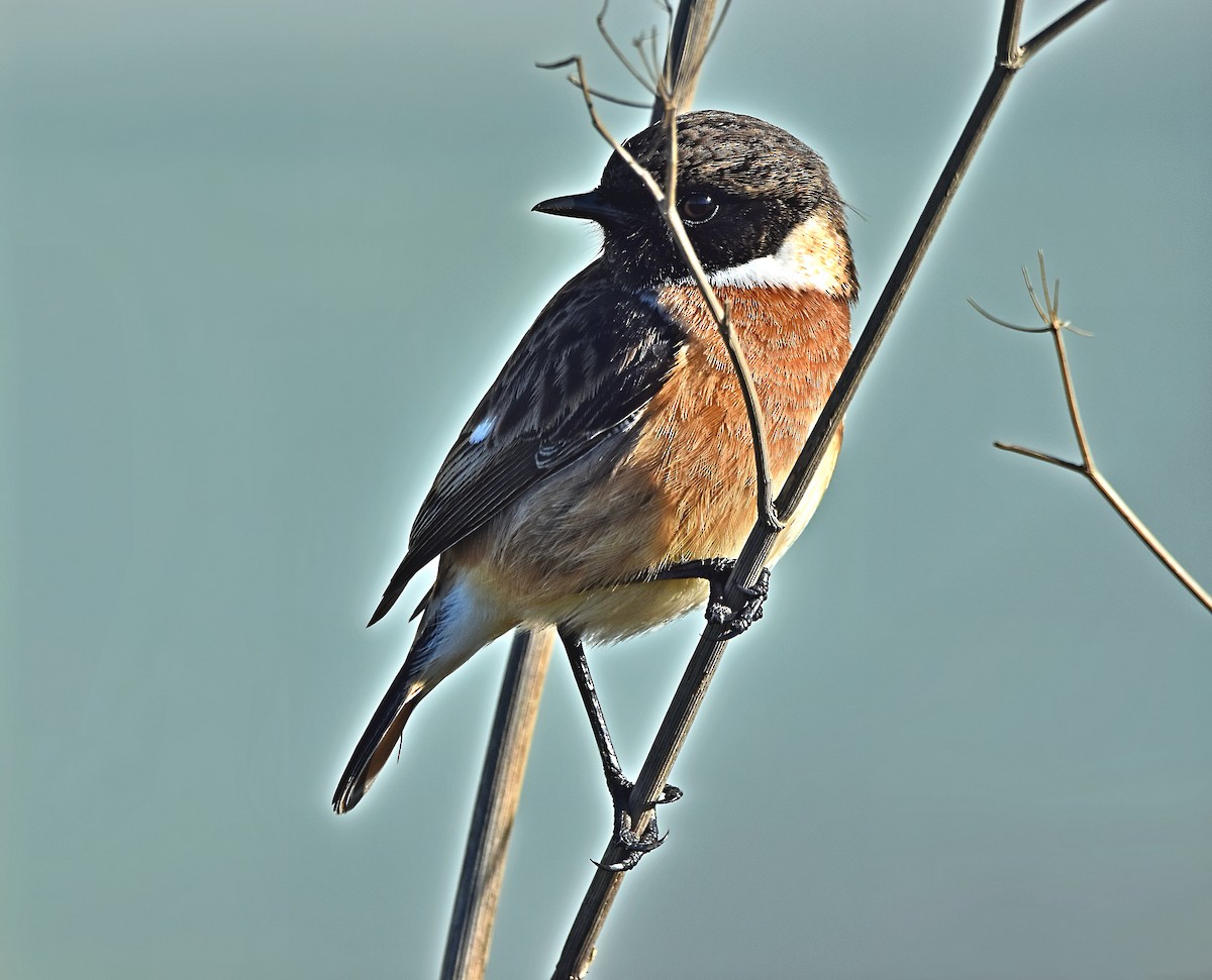 European Stonechat - ML628008167