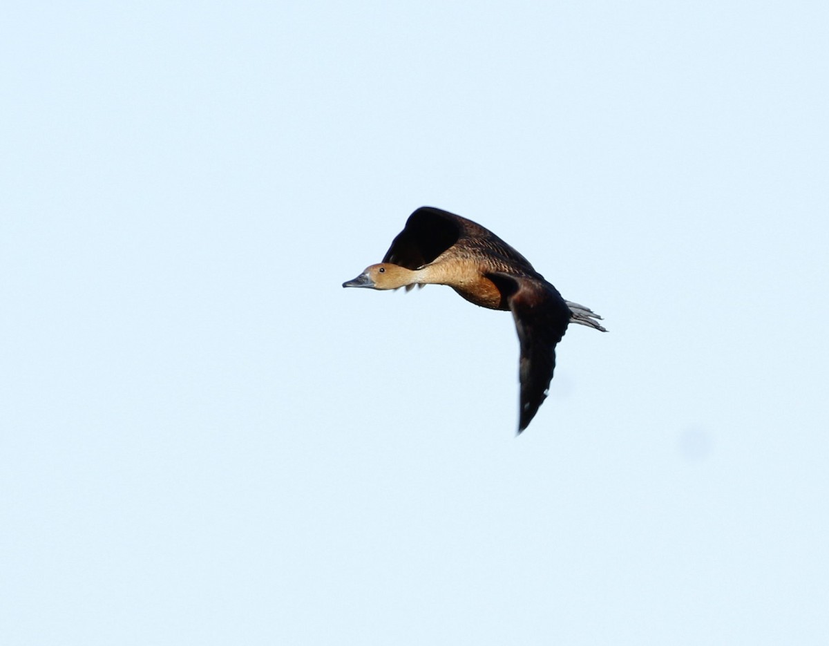 Fulvous Whistling-Duck - ML628008174