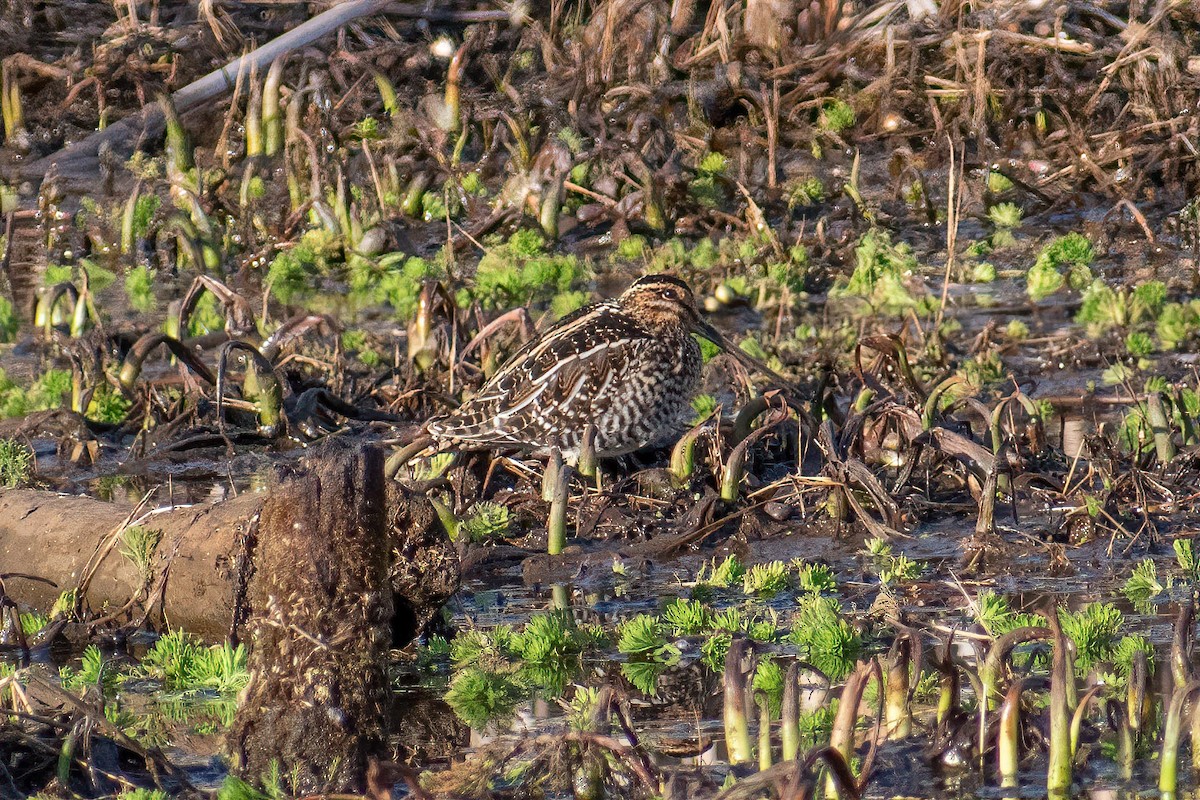 Wilson's Snipe - ML628008181