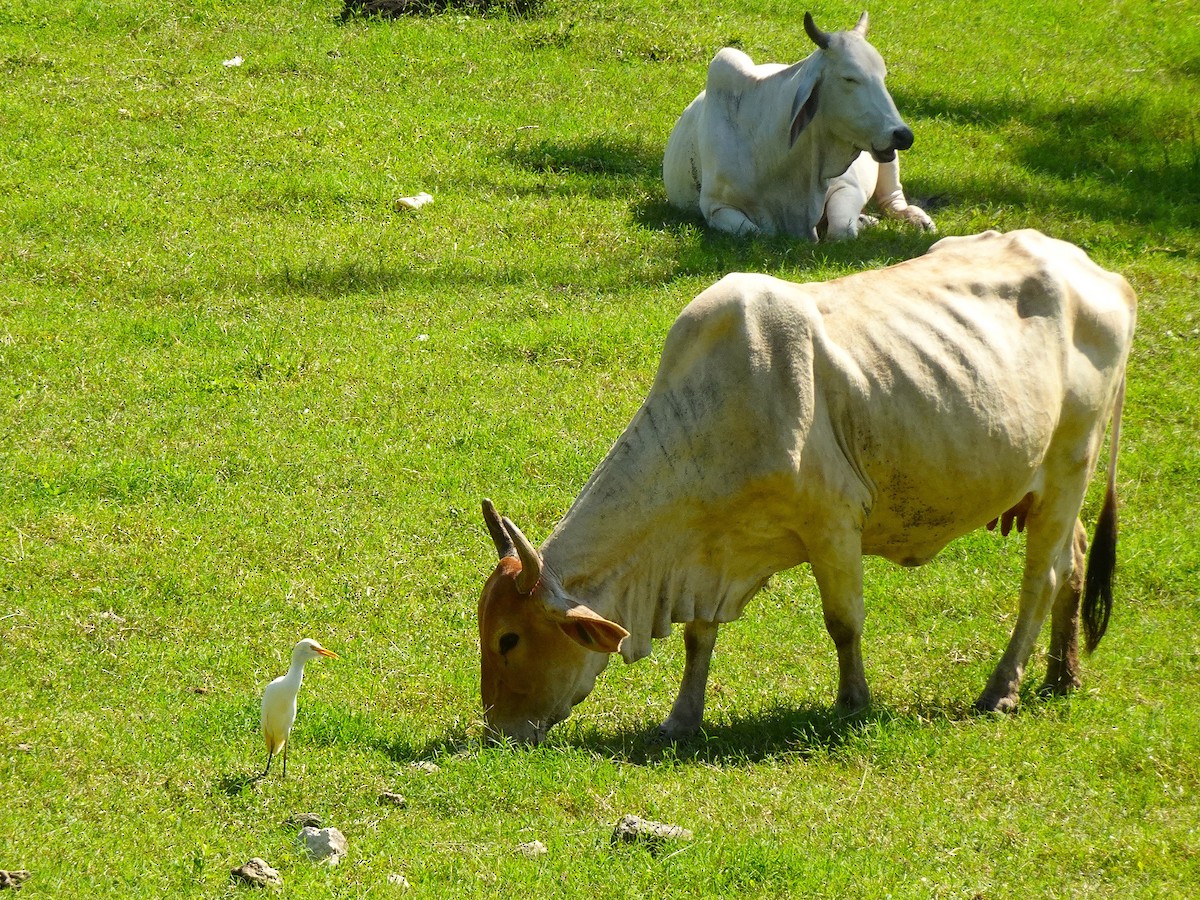 Western Cattle-Egret - ML628008182