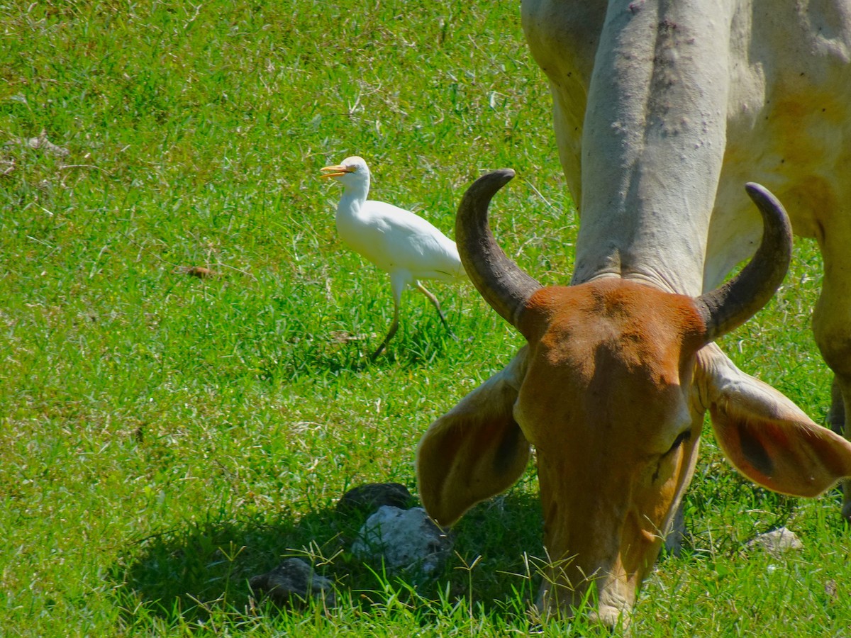 Western Cattle-Egret - ML628008183