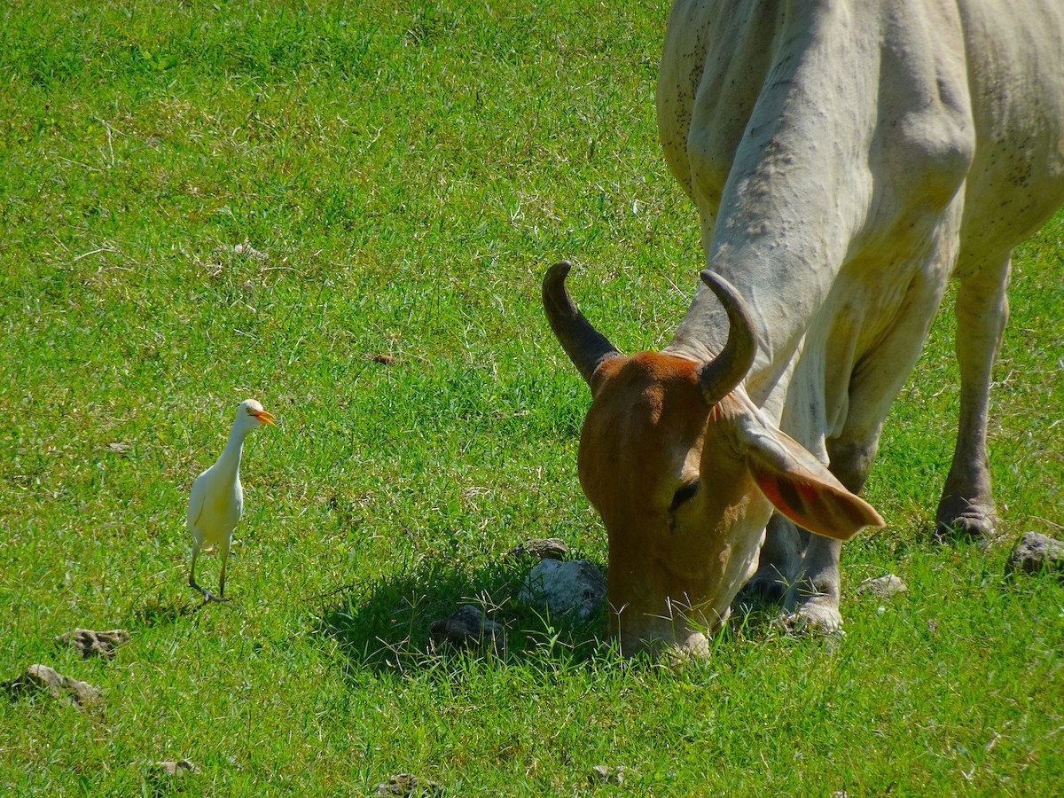 Western Cattle-Egret - ML628008184