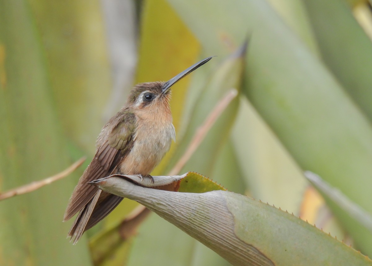 Hook-billed Hermit - ML628008203