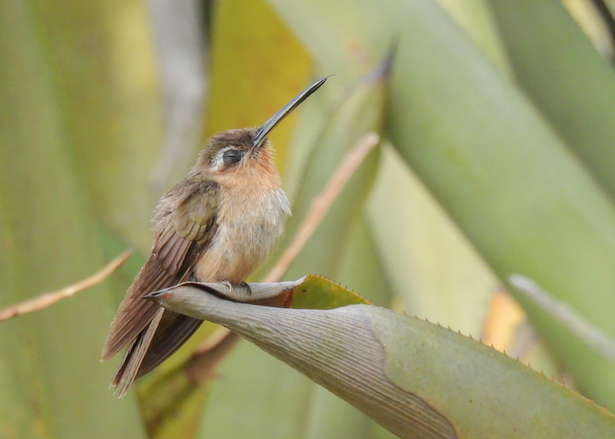 Hook-billed Hermit - ML628008204