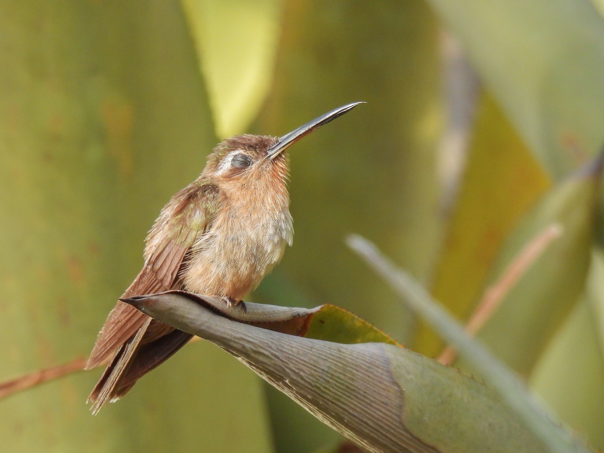 Hook-billed Hermit - ML628008205