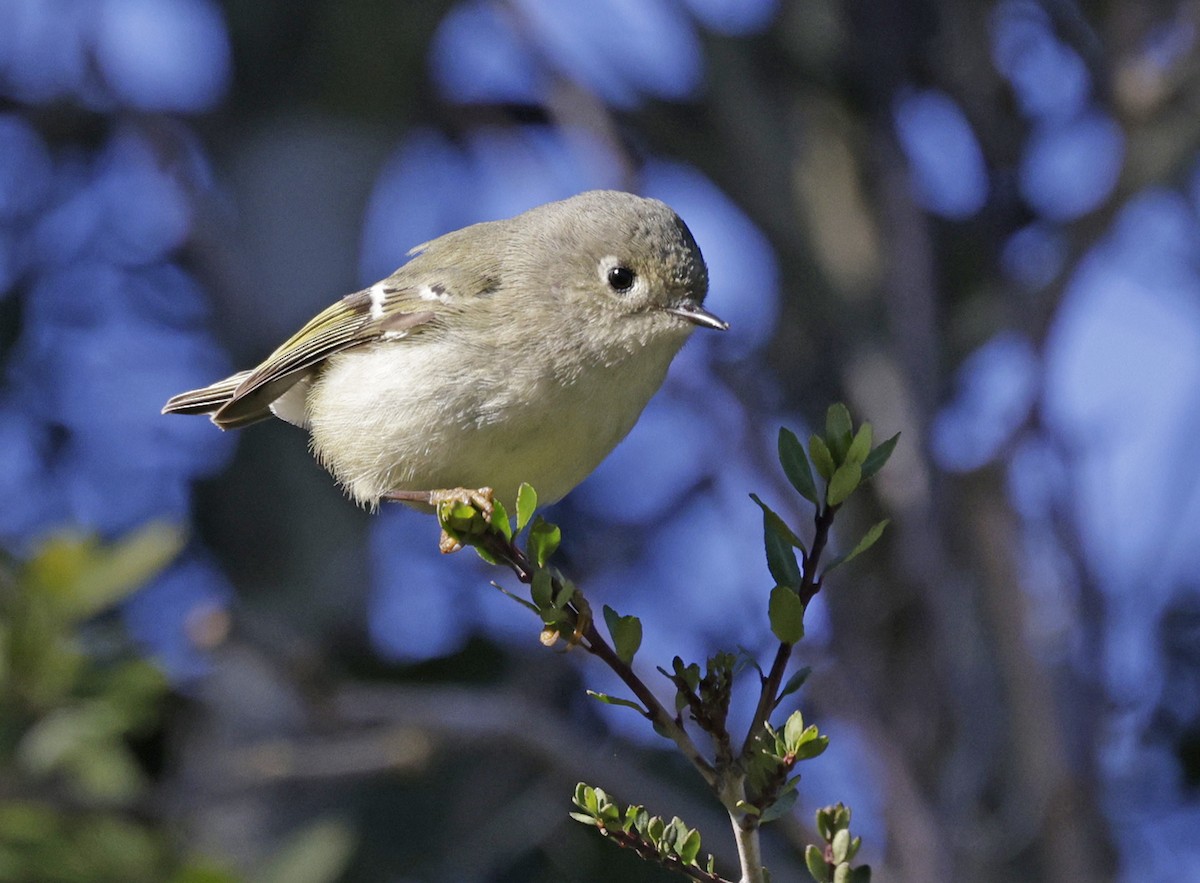 Ruby-crowned Kinglet - ML628008206