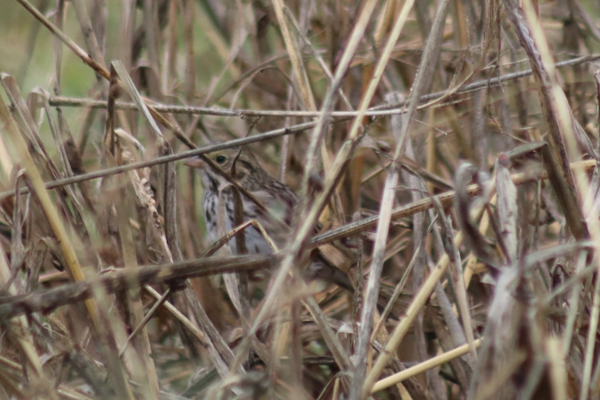 Savannah Sparrow - ML628008215