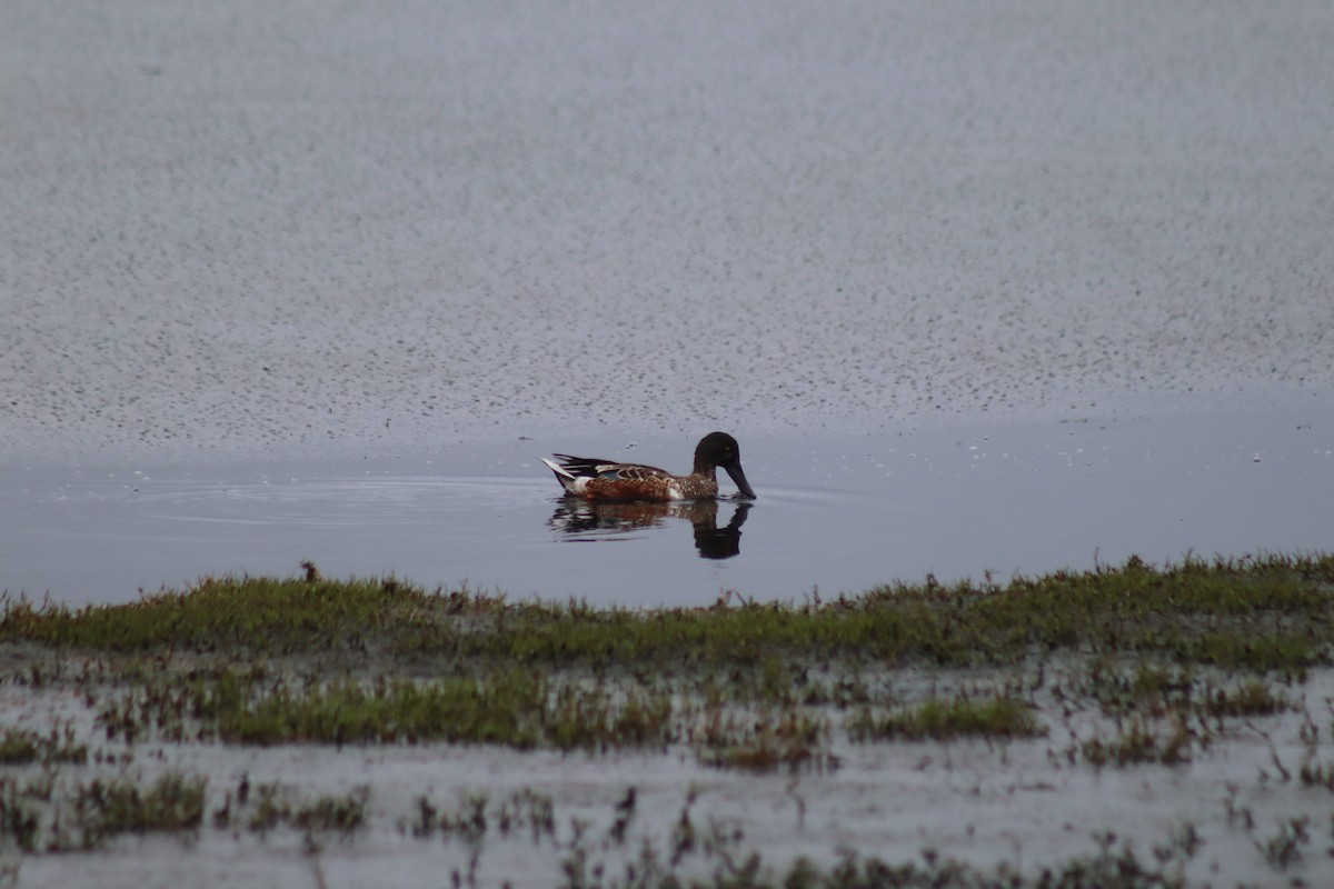 Northern Shoveler - ML628008239