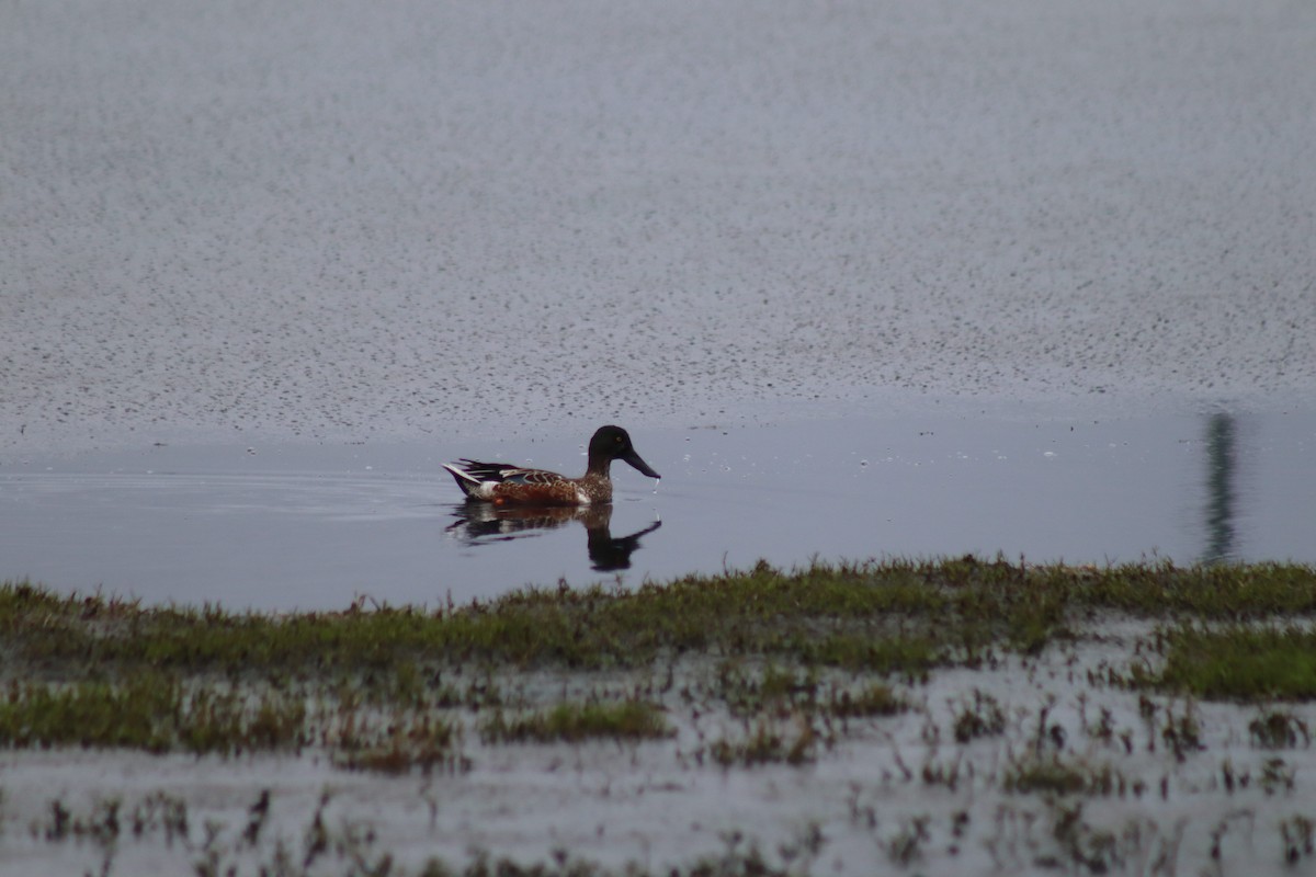 Northern Shoveler - ML628008240