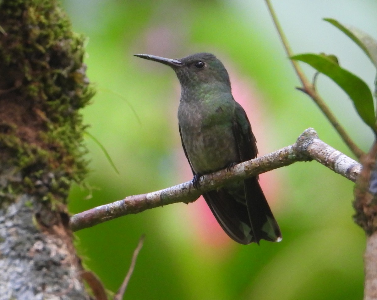 skjellbrystkolibri - ML628008280