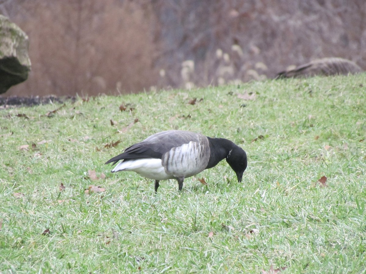 Brant - ML628008299