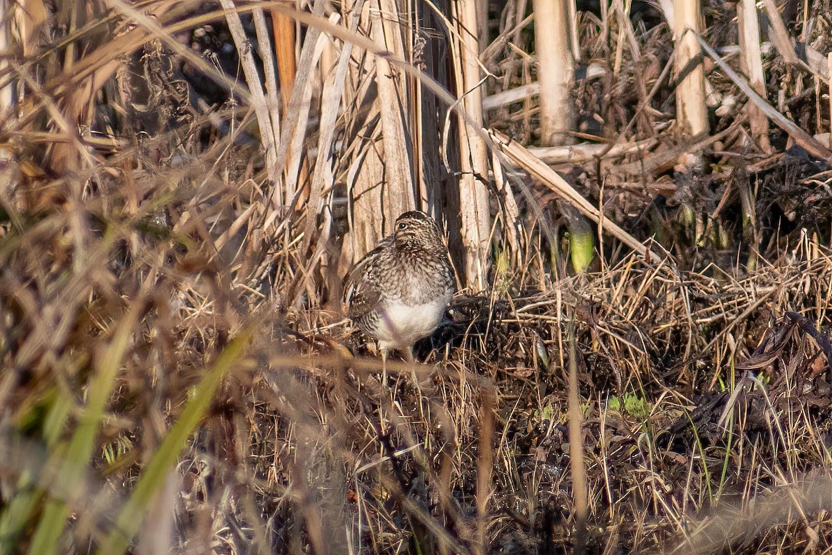 Wilson's Snipe - ML628008305