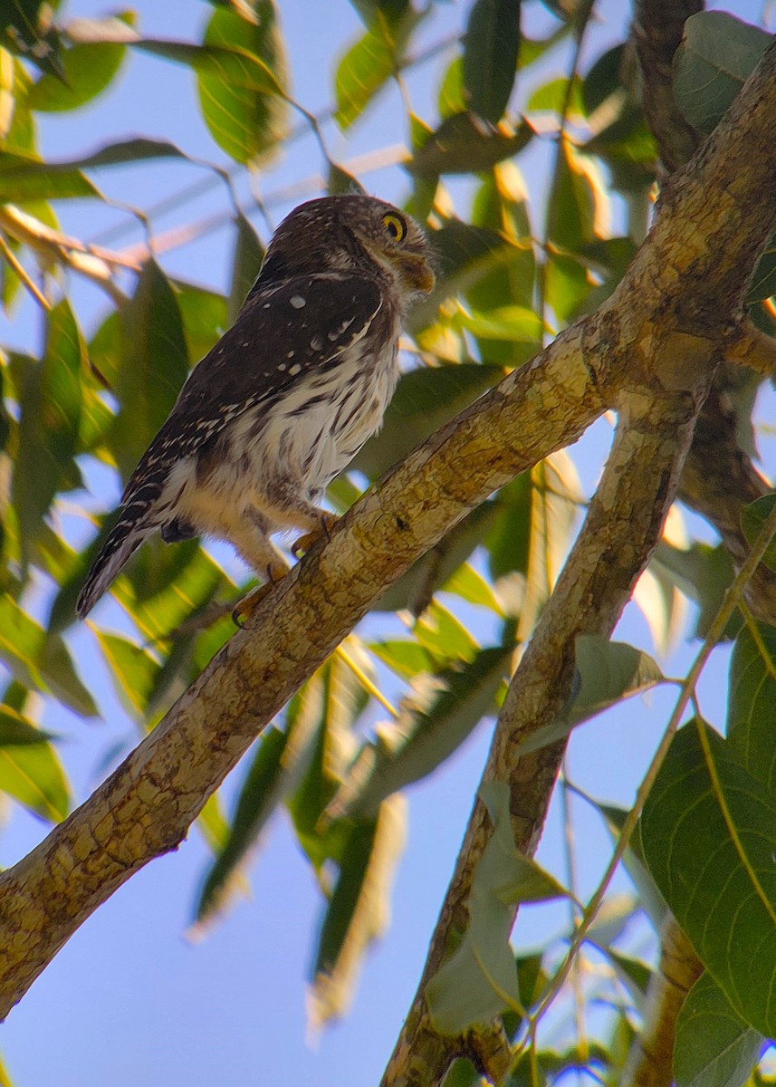 Ferruginous Pygmy-Owl - ML628008312