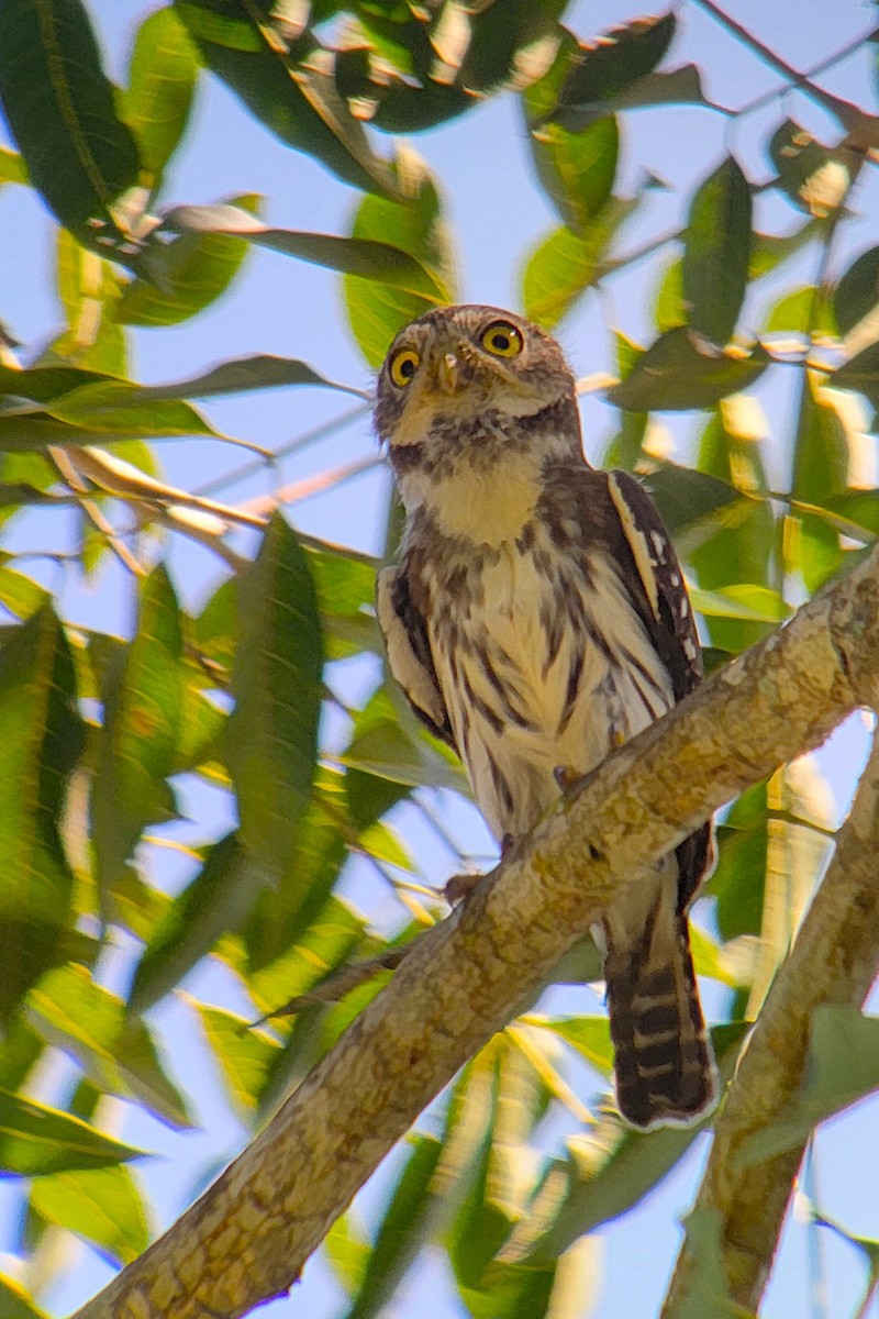 Ferruginous Pygmy-Owl - ML628008313