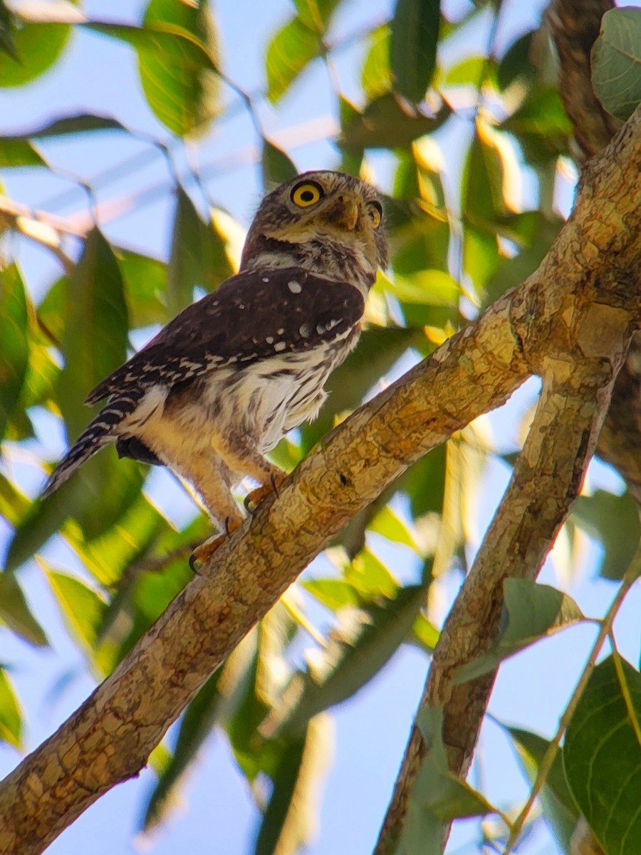 Ferruginous Pygmy-Owl - ML628008314