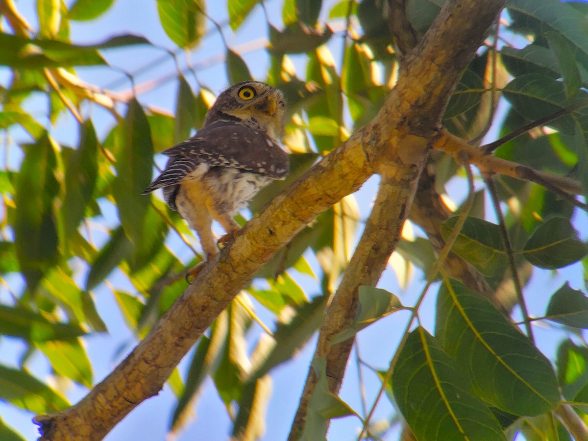 Ferruginous Pygmy-Owl - ML628008315