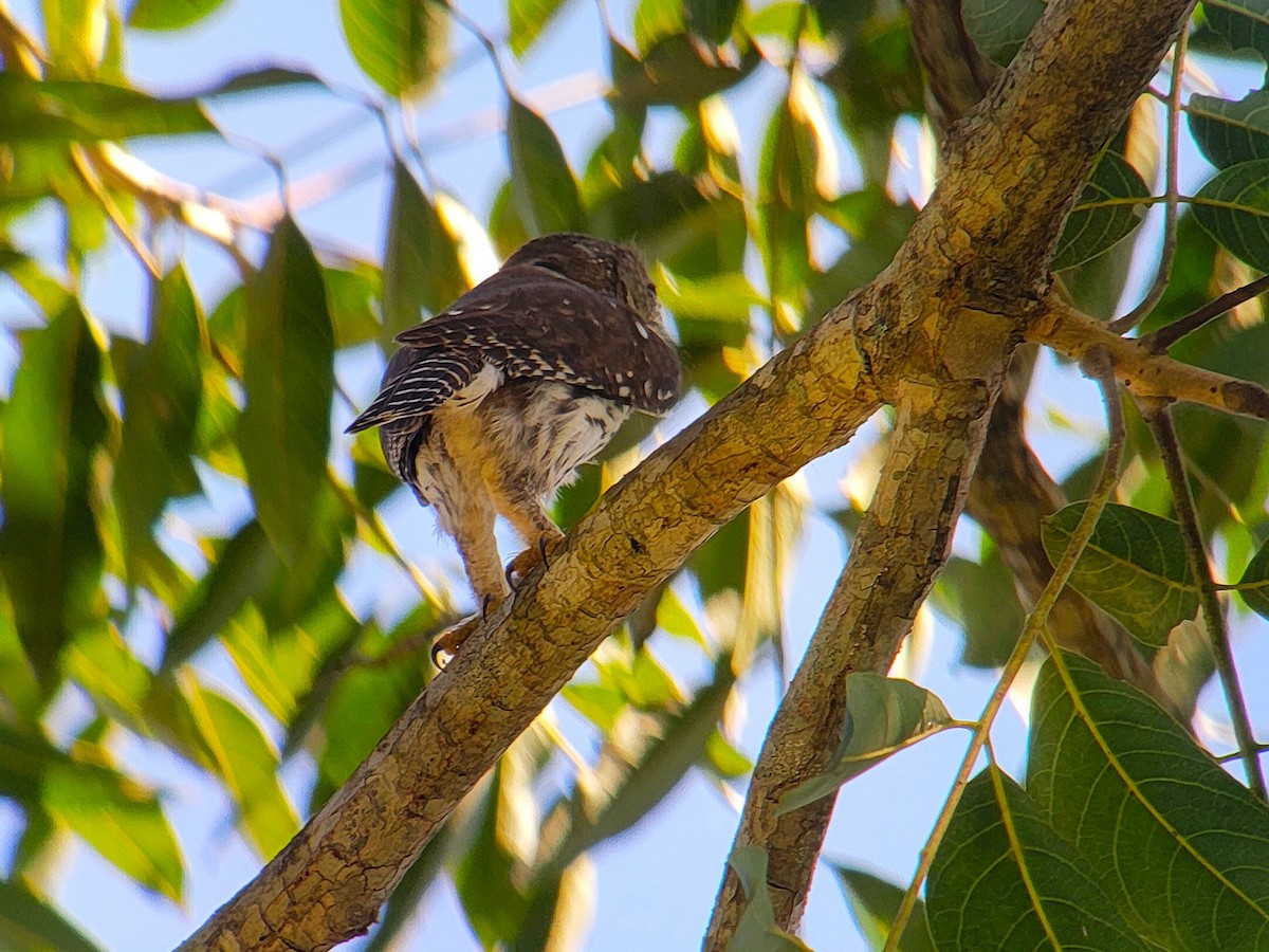 Ferruginous Pygmy-Owl - ML628008316