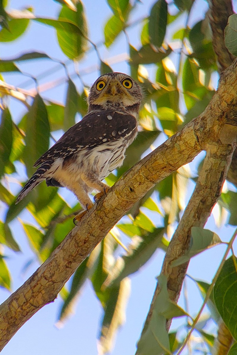 Ferruginous Pygmy-Owl - ML628008317