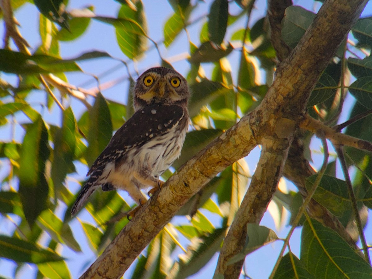 Ferruginous Pygmy-Owl - ML628008318