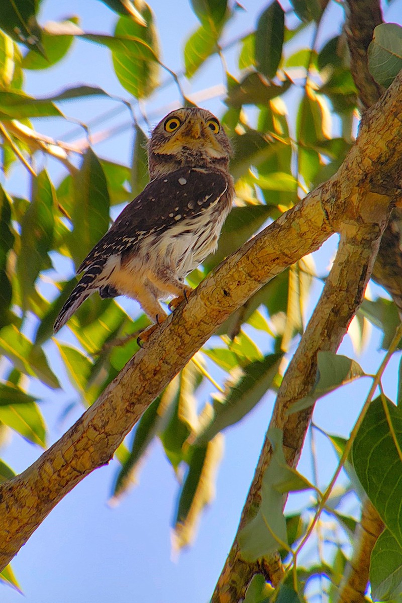 Ferruginous Pygmy-Owl - ML628008319