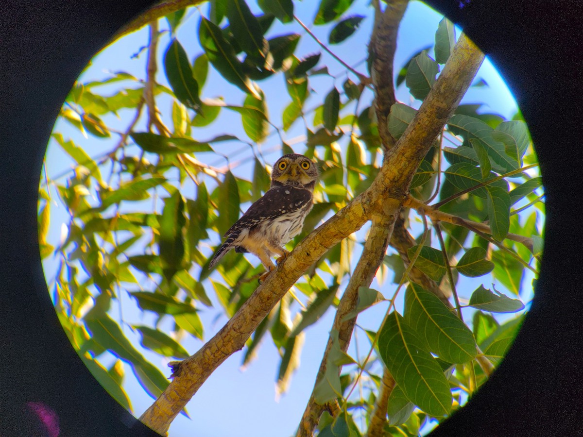 Ferruginous Pygmy-Owl - ML628008320