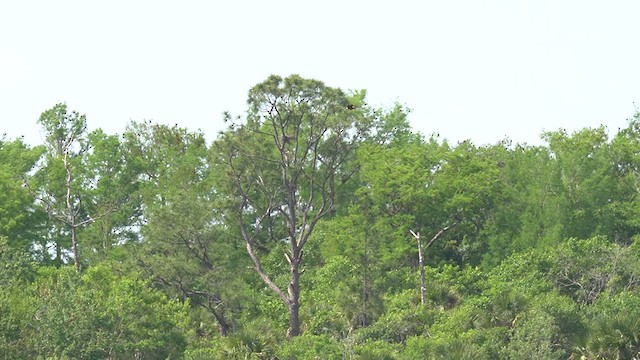 Snail Kite - ML628008390