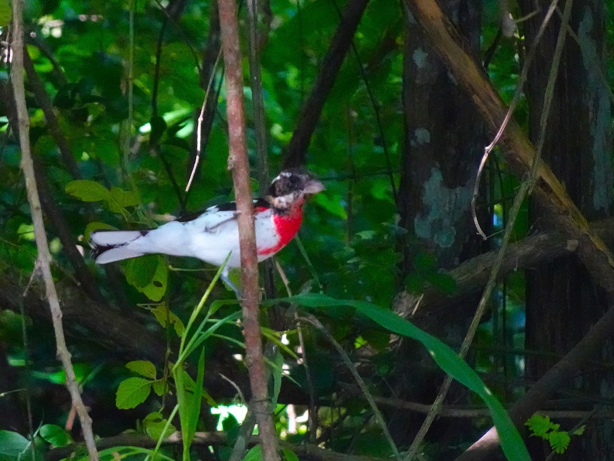 Rose-breasted Grosbeak - ML628008456