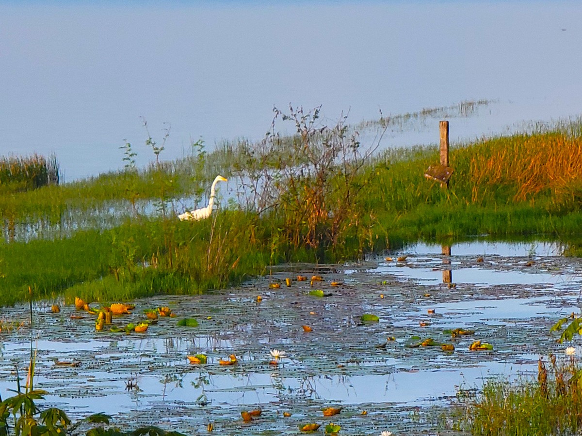 Great Egret - ML628008515