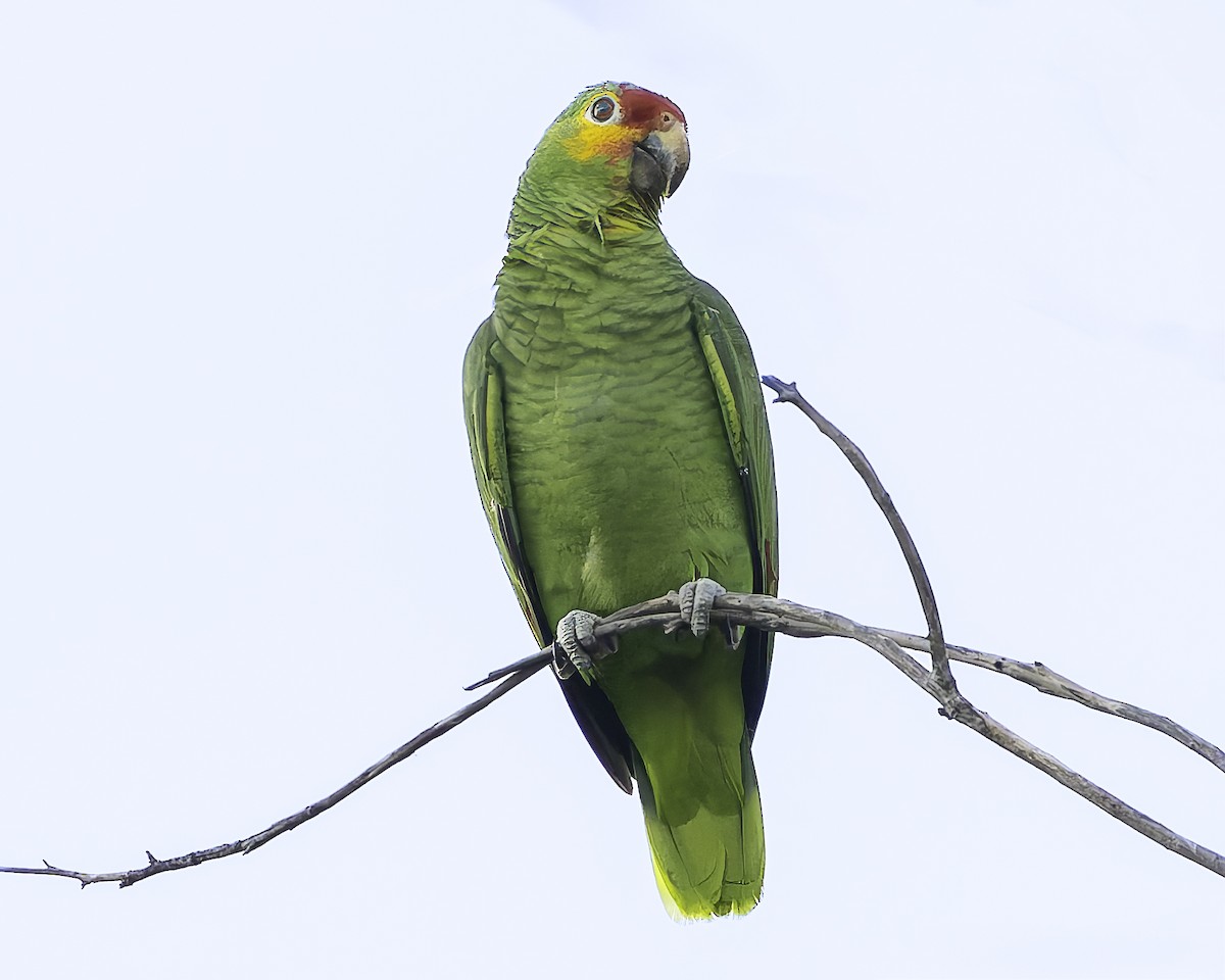 Red-lored Amazon - ML628008569