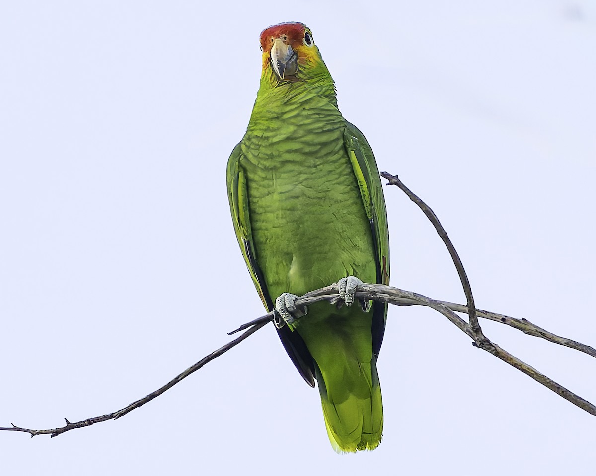 Red-lored Amazon - ML628008570