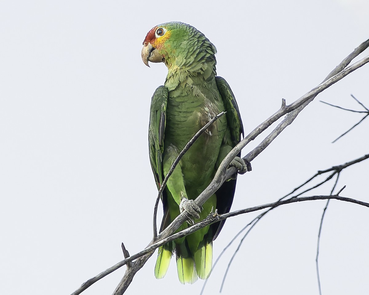 Red-lored Amazon - ML628008572