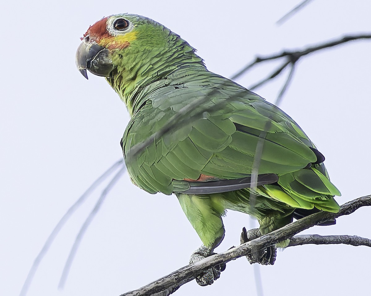 Red-lored Amazon - ML628008573