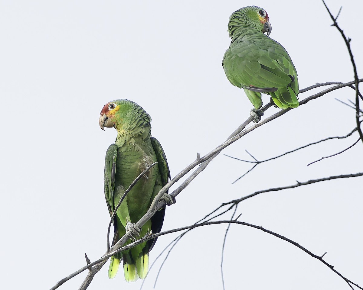 Red-lored Amazon - ML628008574