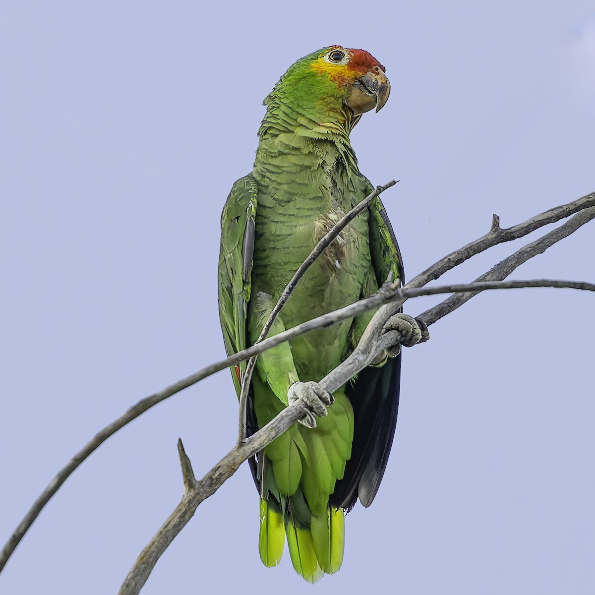 Red-lored Amazon - ML628008575