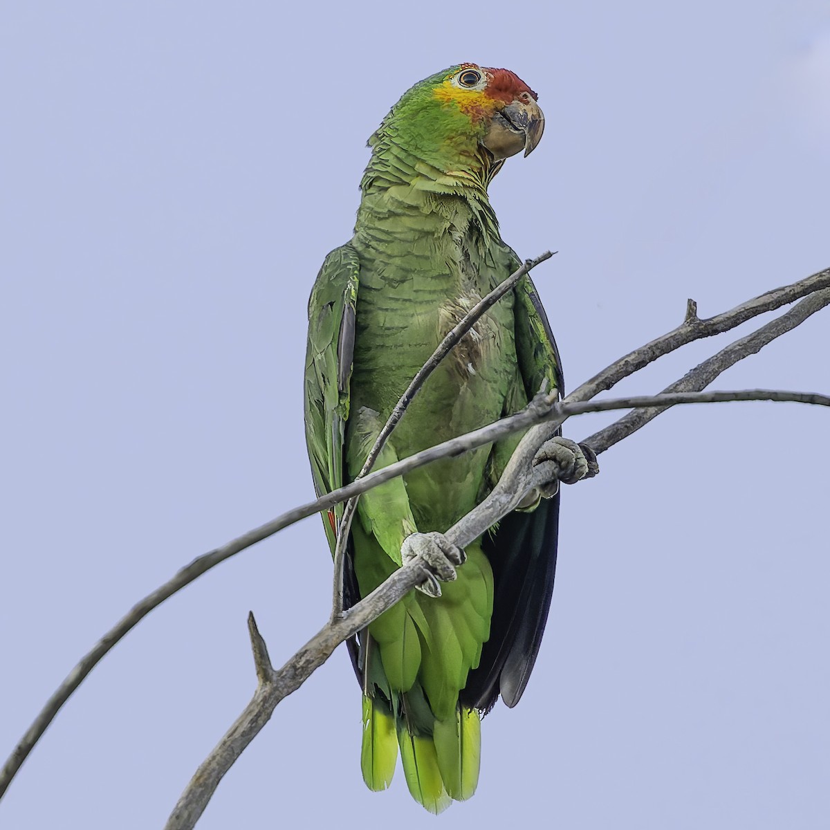 Red-lored Amazon - ML628008576