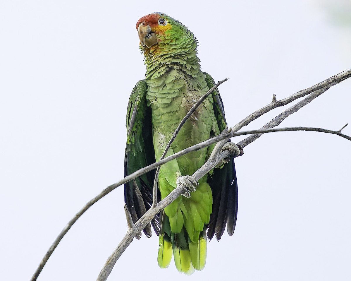 Red-lored Amazon - ML628008577