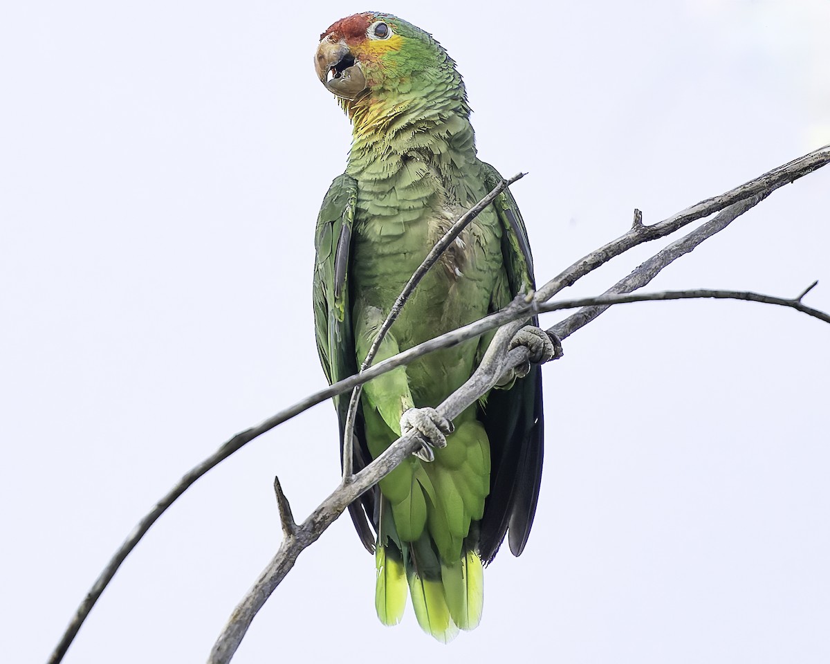 Red-lored Amazon - ML628008578