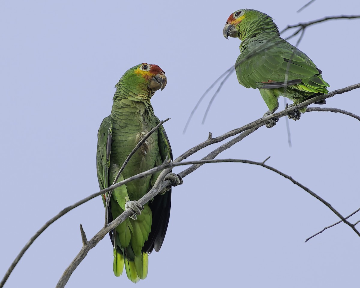 Red-lored Amazon - ML628008579