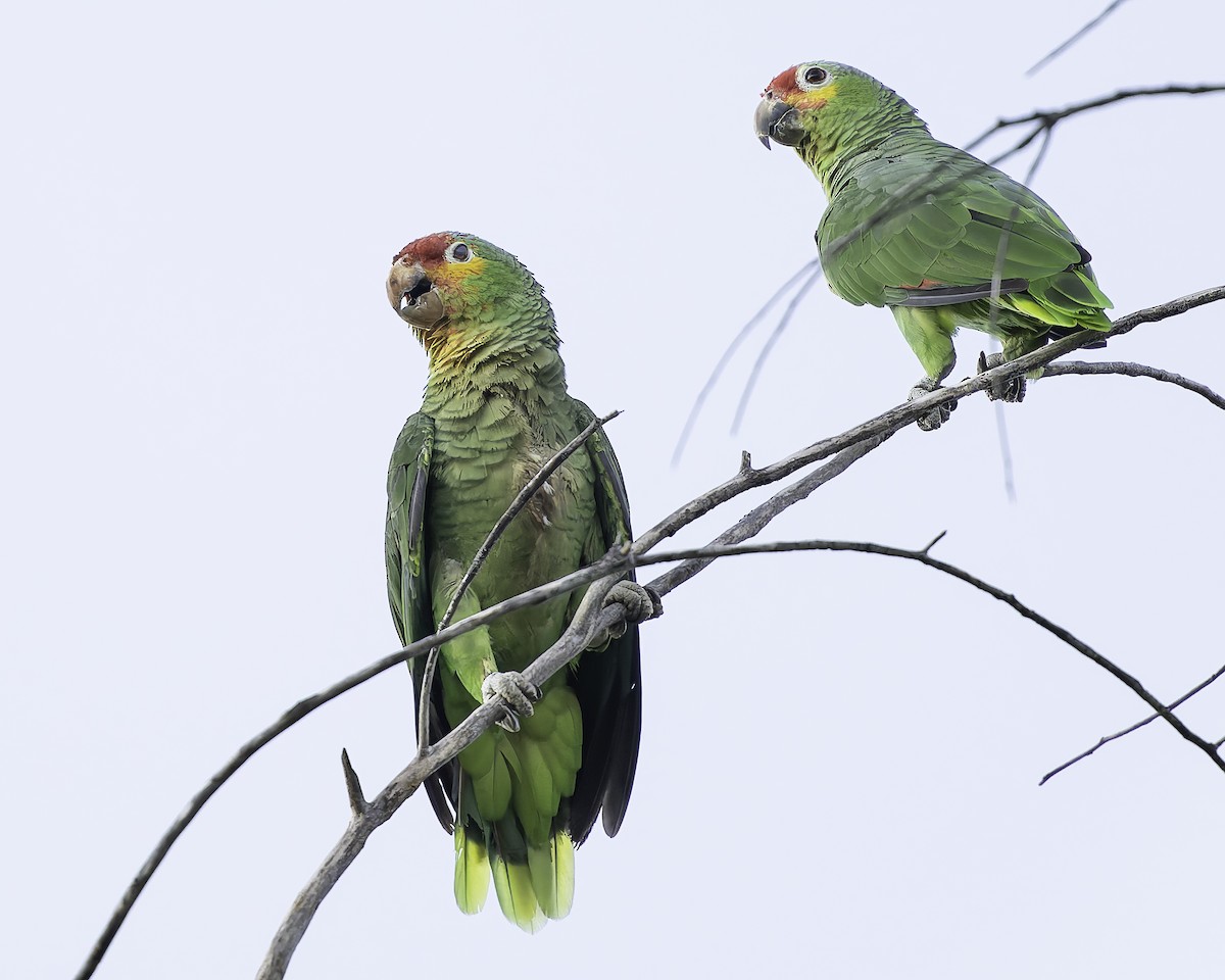 Red-lored Amazon - ML628008580