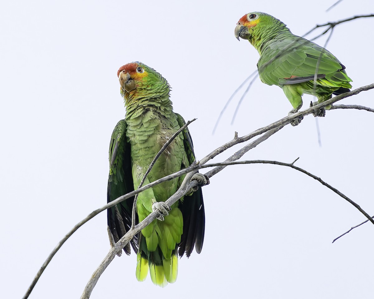 Red-lored Amazon - ML628008581