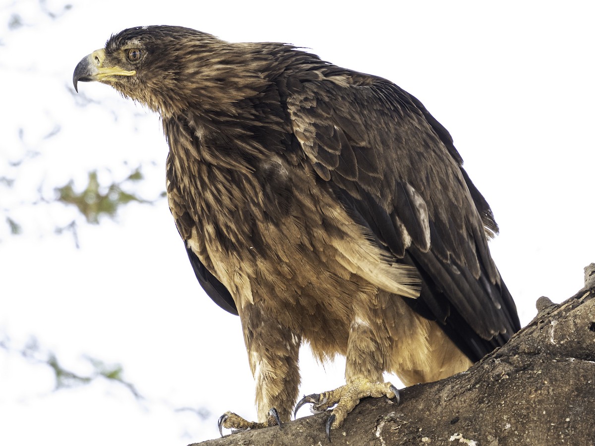 Tawny Eagle - ML628008645