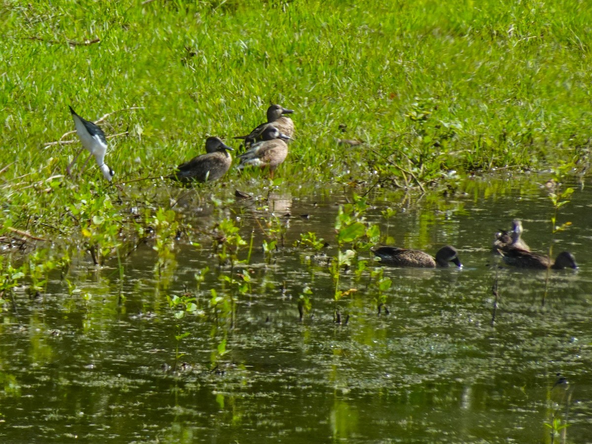 Black-necked Stilt - ML628008668