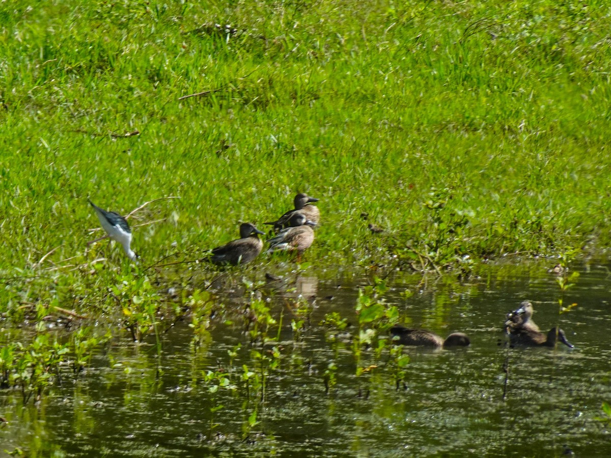 Black-necked Stilt - ML628008669