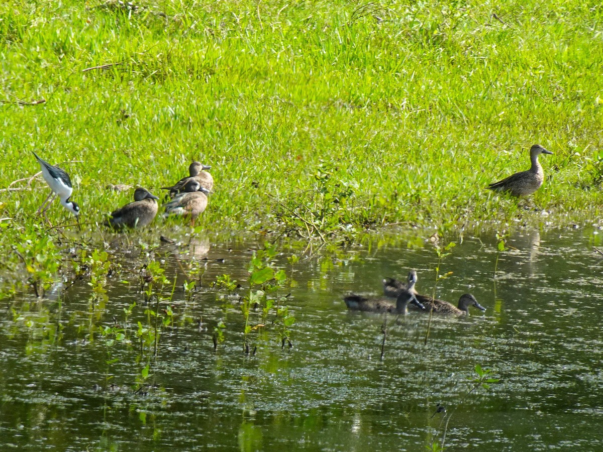 Blue-winged Teal - ML628008687