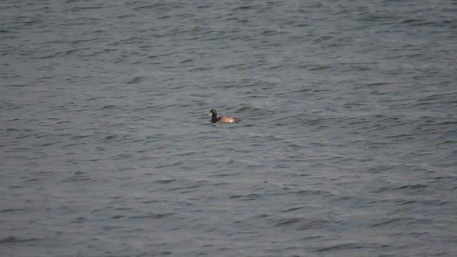 bergand - ML628008730