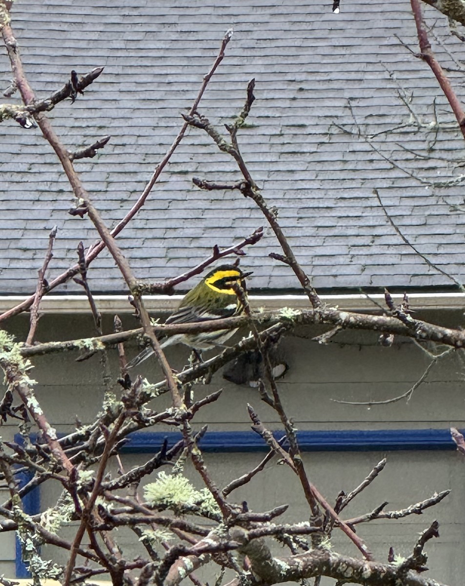 Townsend's Warbler - ML628008763