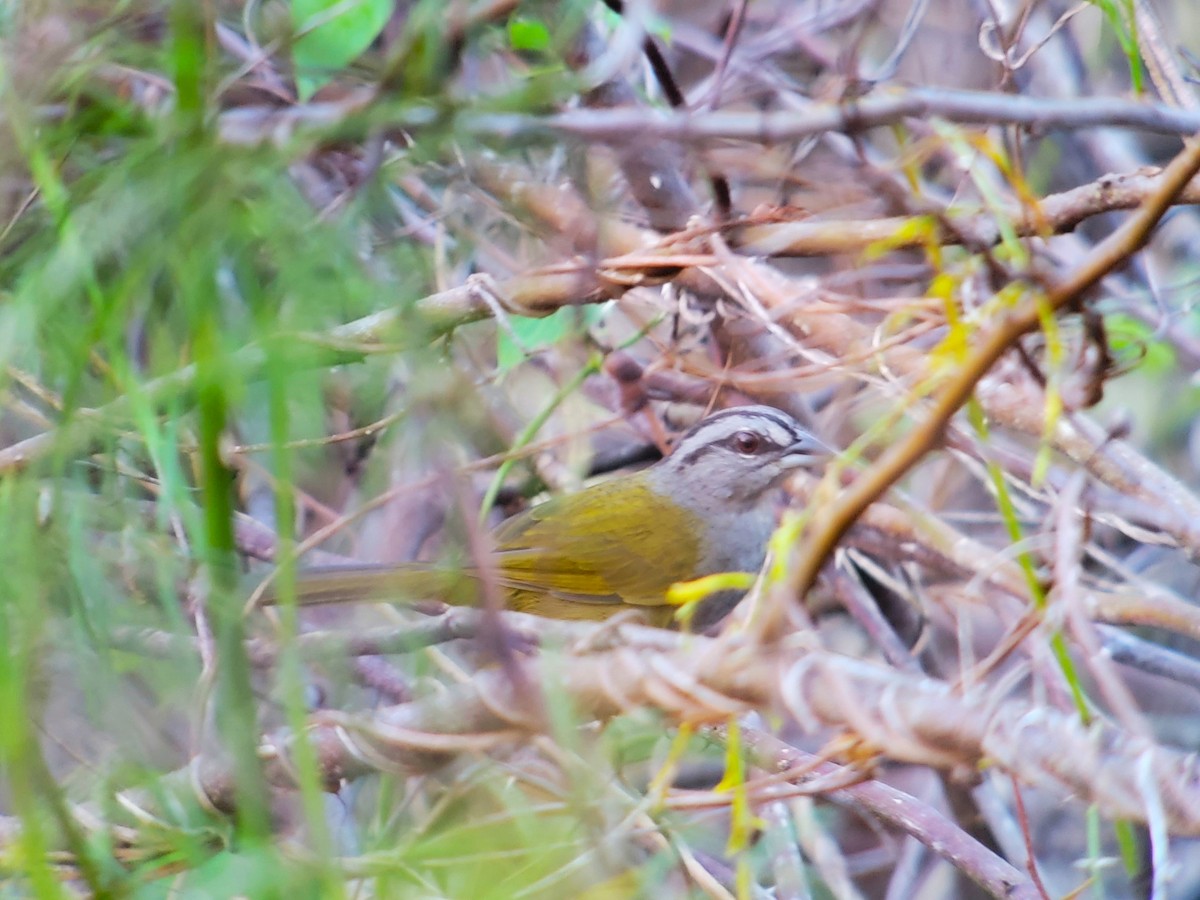 Green-backed Sparrow - ML628008794