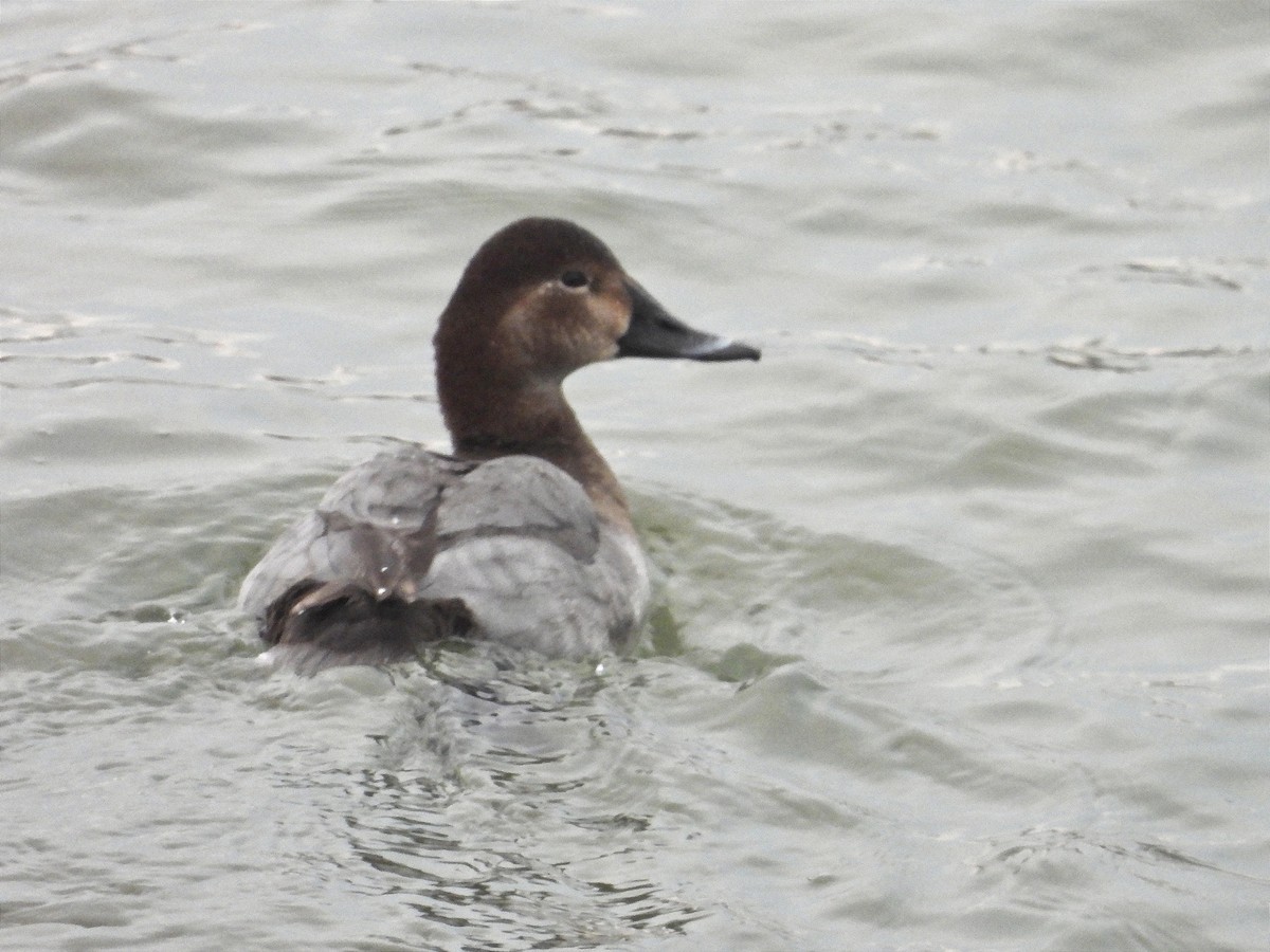 Common Pochard - ML628008800